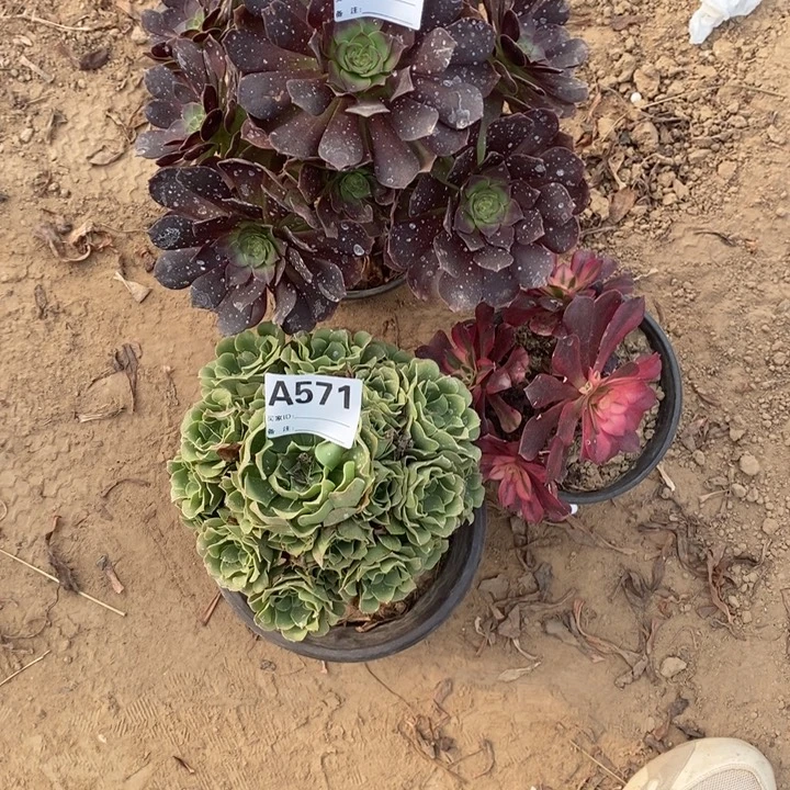 完全开放701组合套餐多肉植物