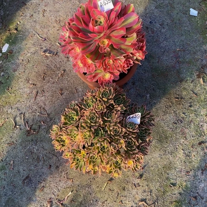 女巫甜茶多肉439.635