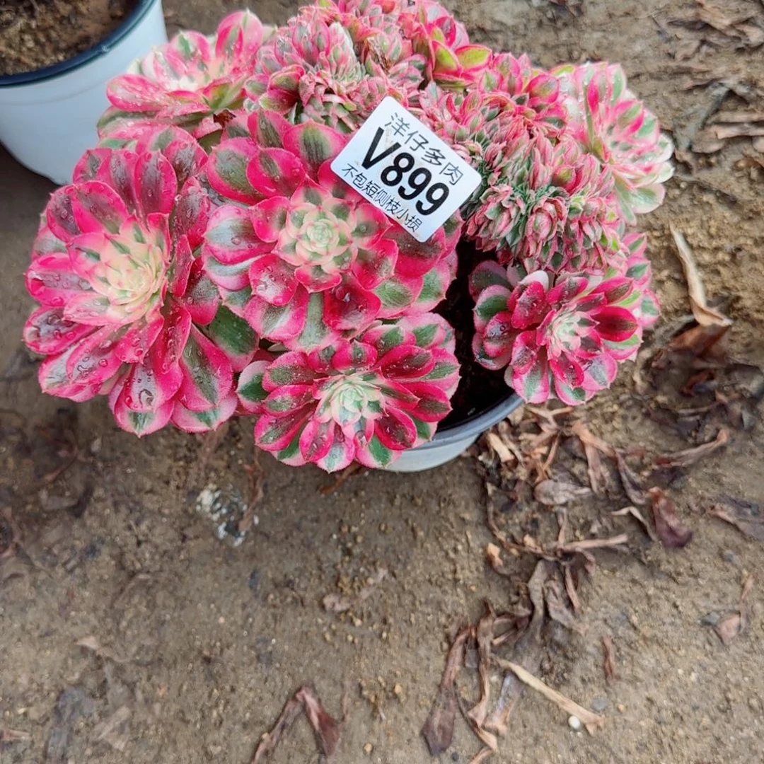 倾城缀化899冠幅25