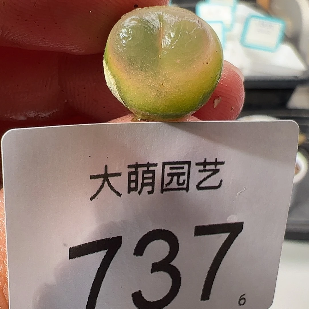 0000737 一物一拍……