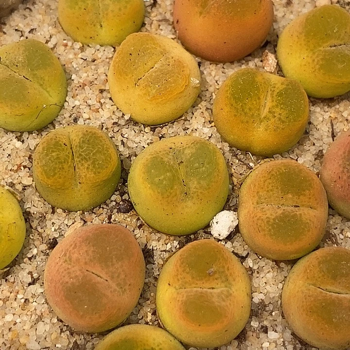 拉登杂一组两颗