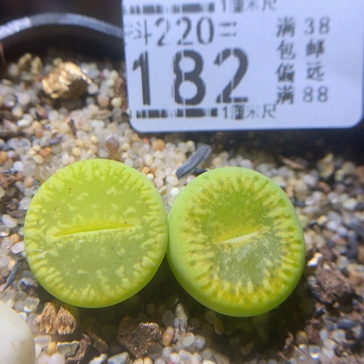 精品生石花220.182