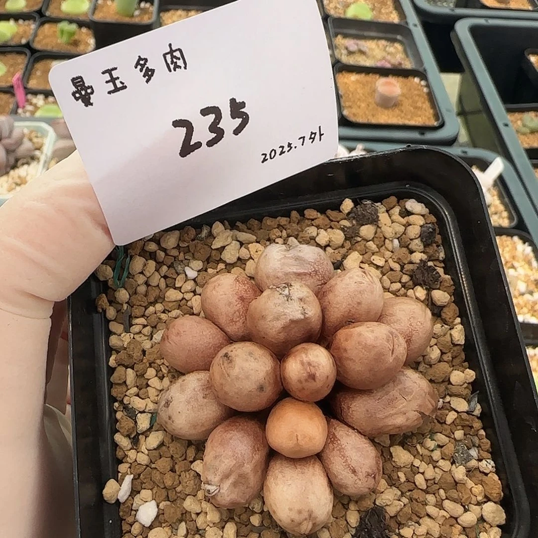 丁***加多肉多肉多肉7-235