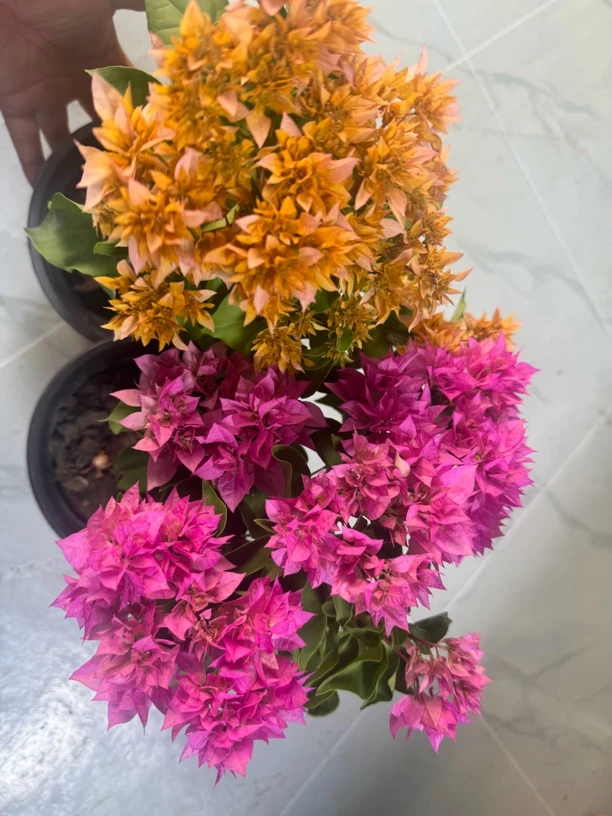 【新疆包邮】三角梅重瓣黄盆栽大苗庭院阳台植物