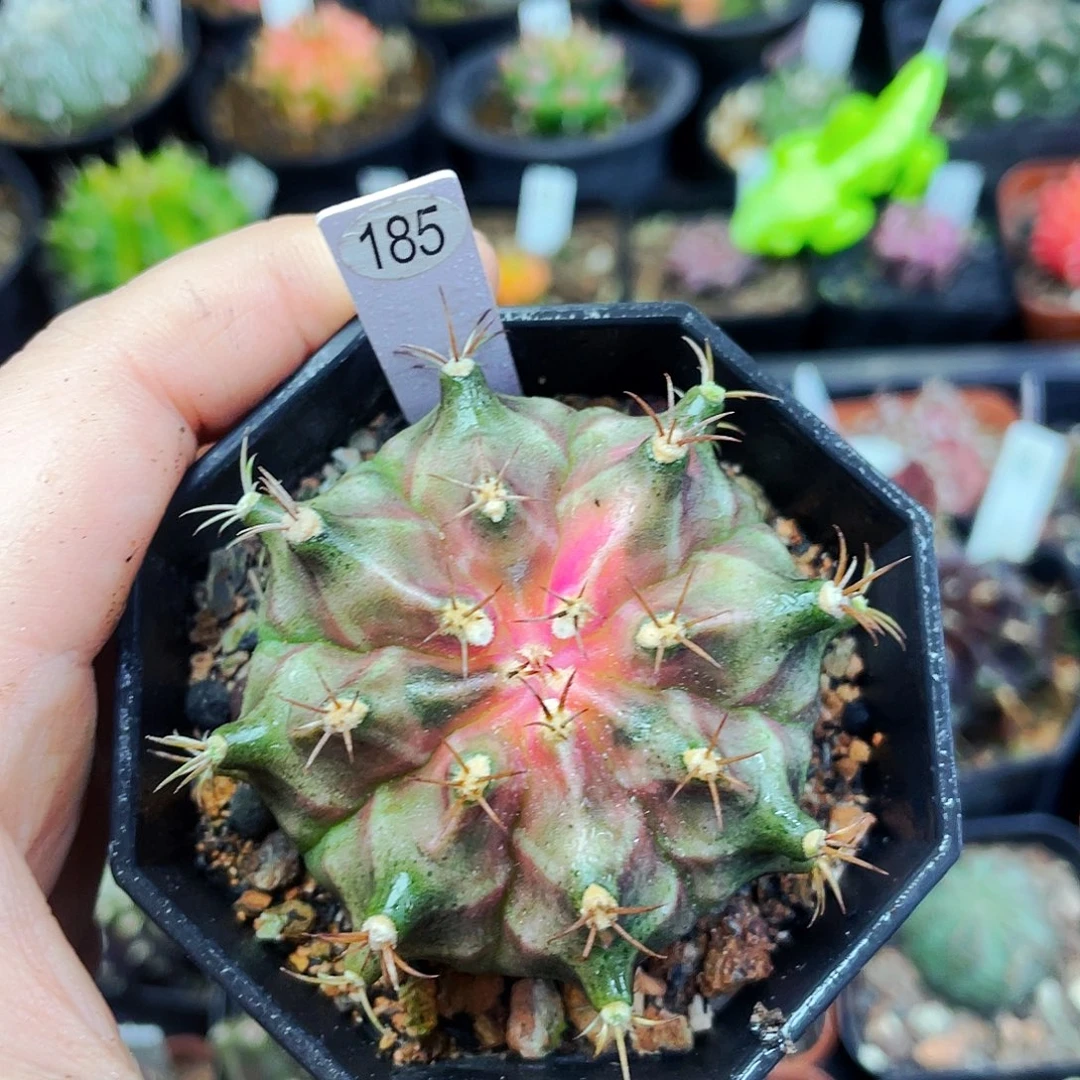 非偏远地区满25包邮仙人球