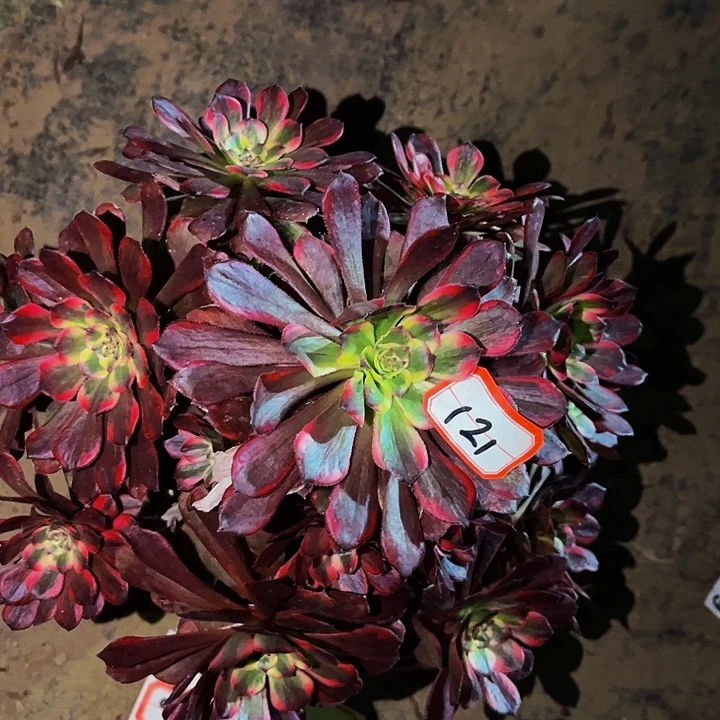 121烟花多肉植物处理不售后
