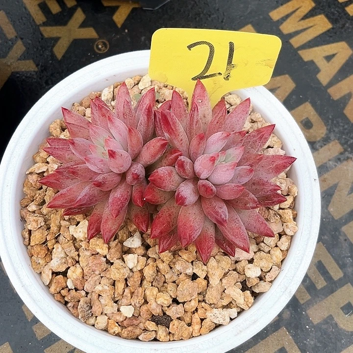 虞美人21号码牌子的话