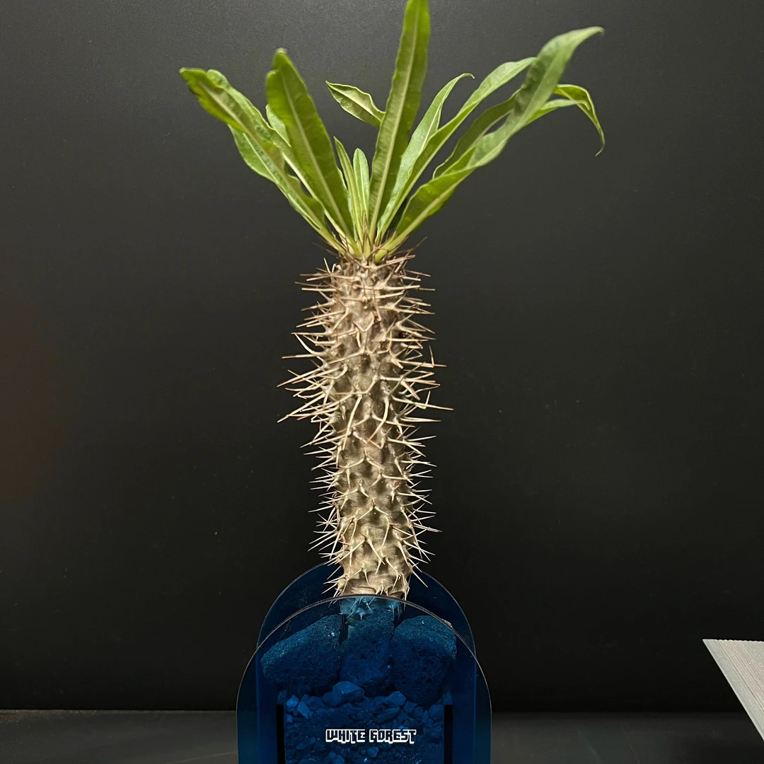 大型霸王树多肉好养活耐旱开花植物庭院阳台造景绿植