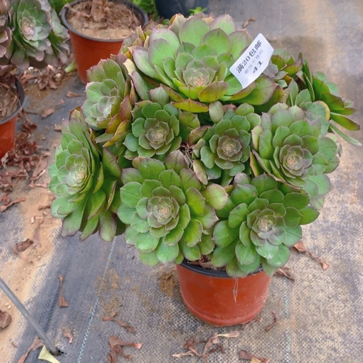 41万断枝法师多肉断枝不售后