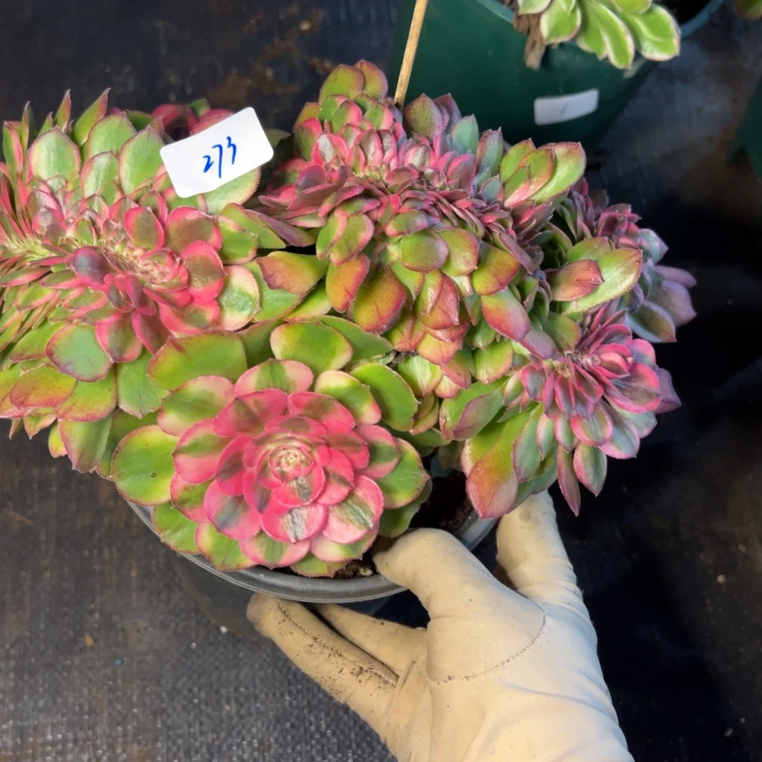 ꧁***꧂273荔枝缀多肉椅子