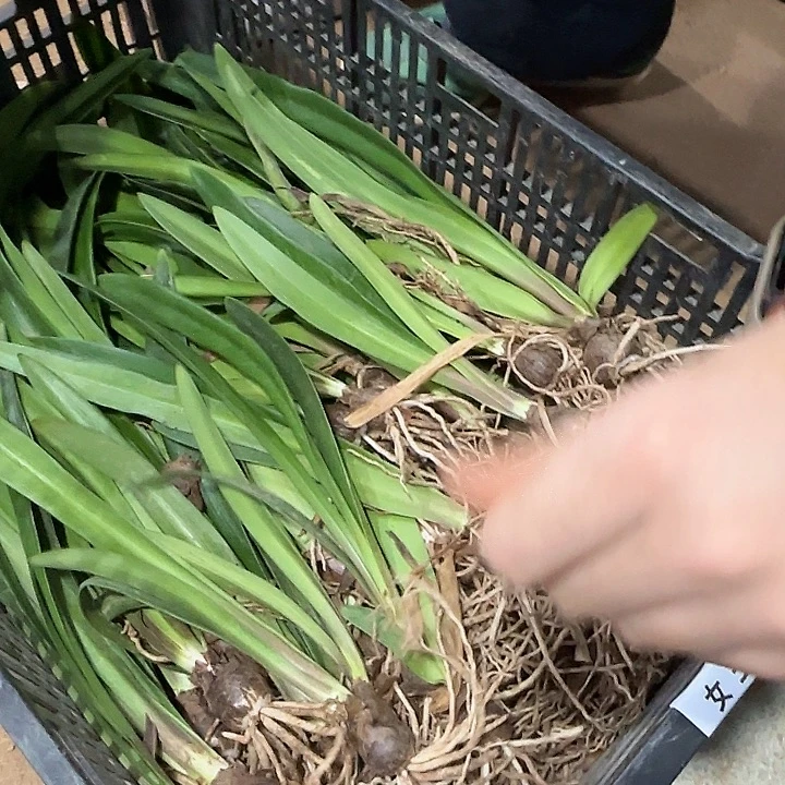 女王王2公分自然球