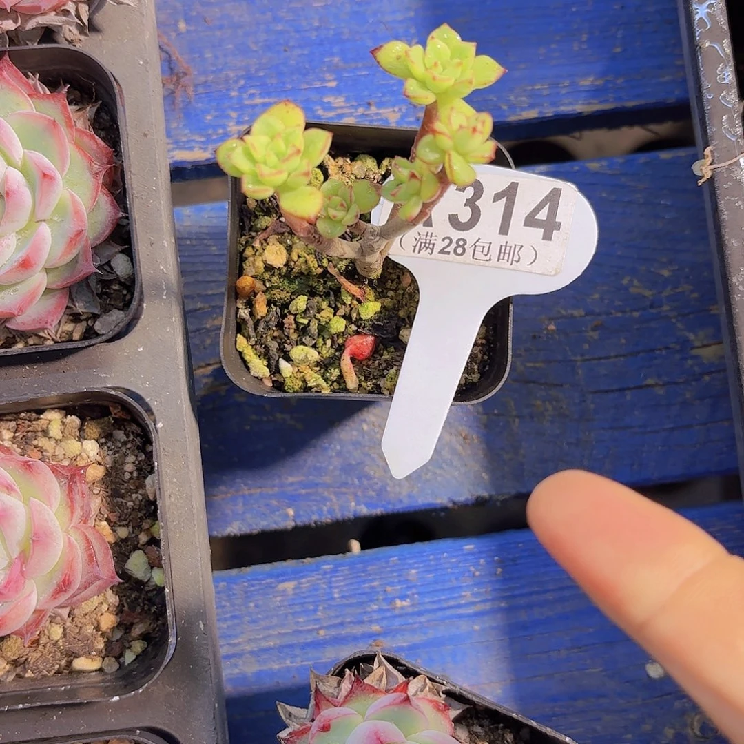 A314酥皮鸭一物语拍