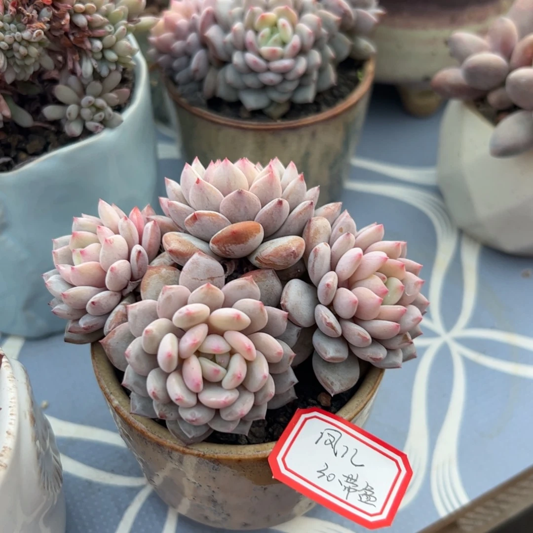 多肉植物多肉植物星星橙