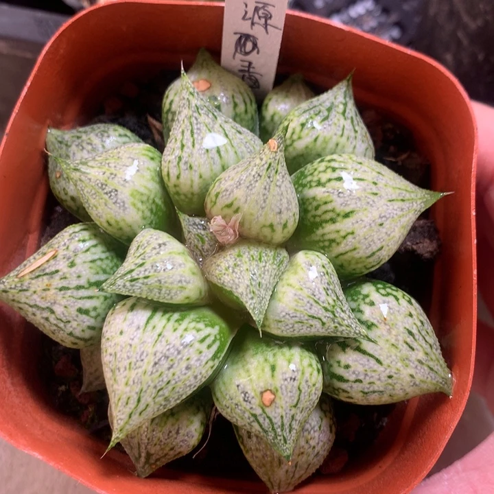 桃源乡一物一拍带盆