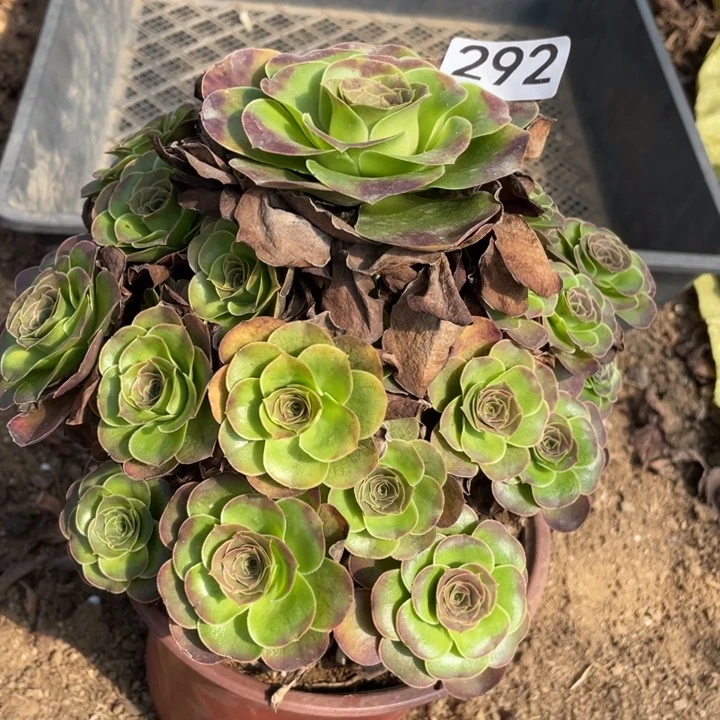 无花朵292多肉魅金玫瑰