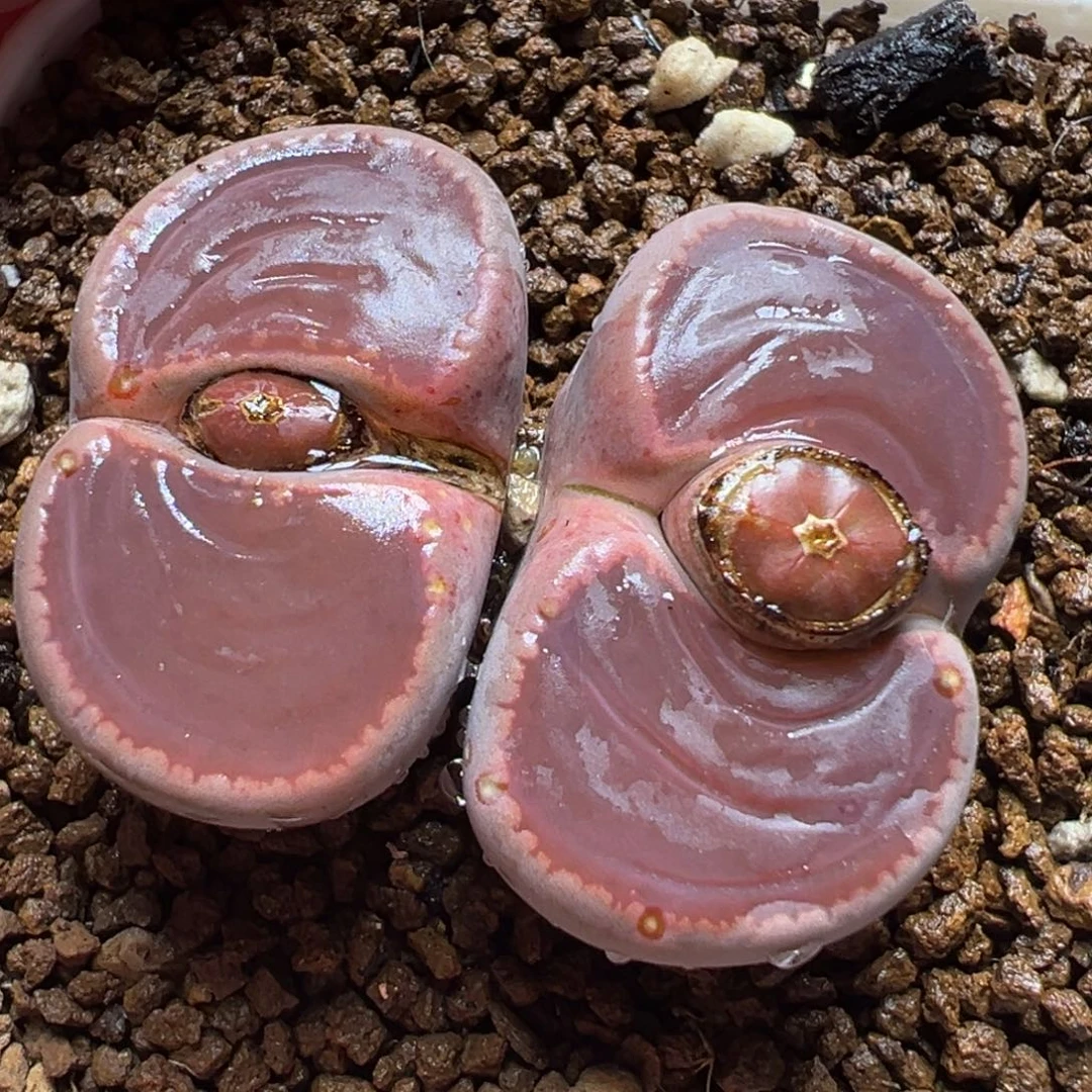 8年Ko母本带盆多肉