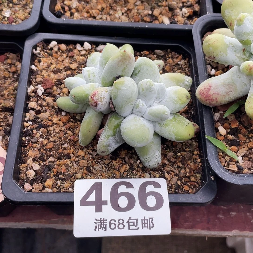 兔*晨溪园艺仙女杯呀