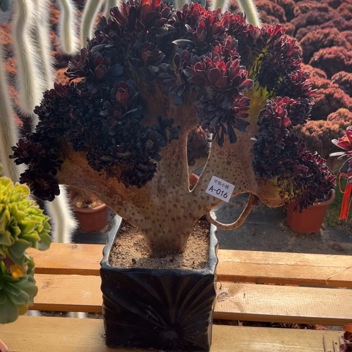 016 欧子缀宽45 公分