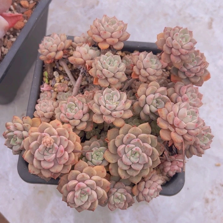 健健康康平平安安