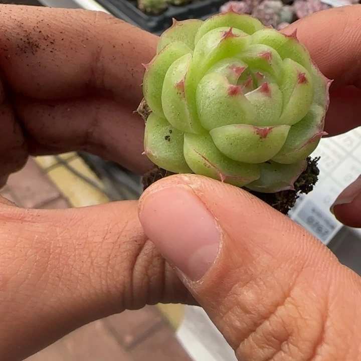 747号肉包子卖嘎一颗的价格