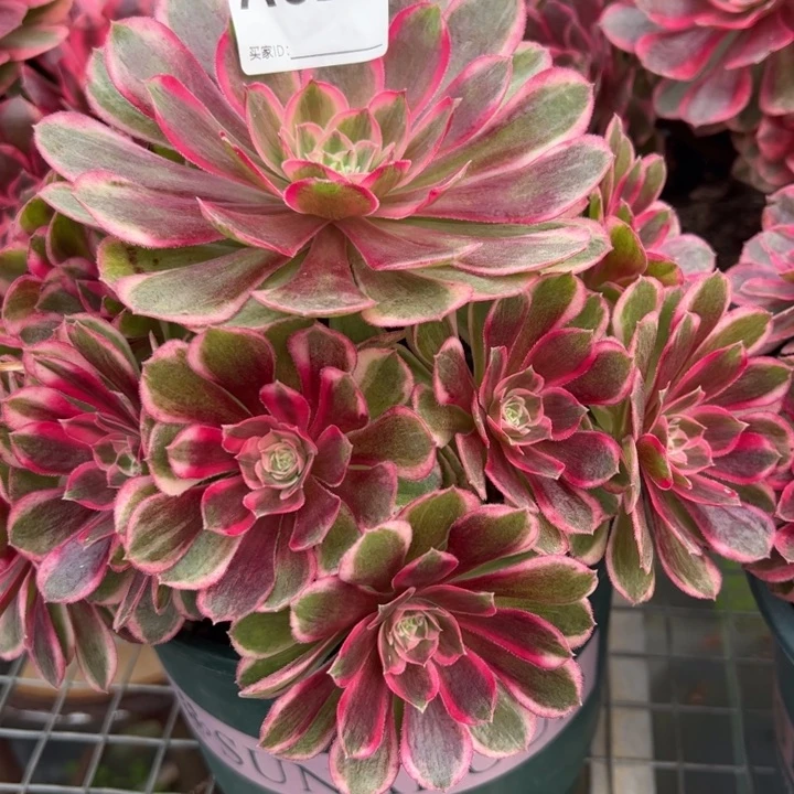 523孔雀翎20厘米左右