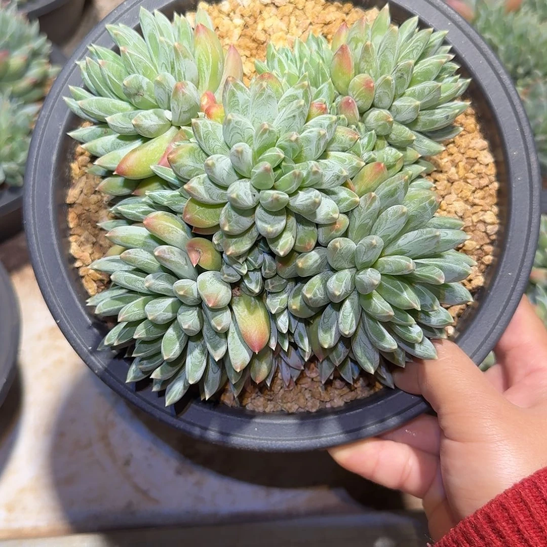 胖体炫彩星整无砍老桩