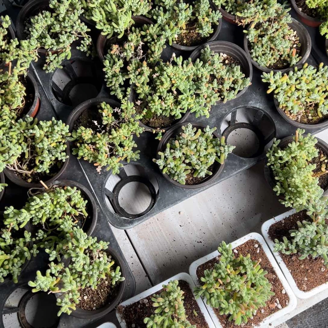 冰晶杂交精品90杯老桩