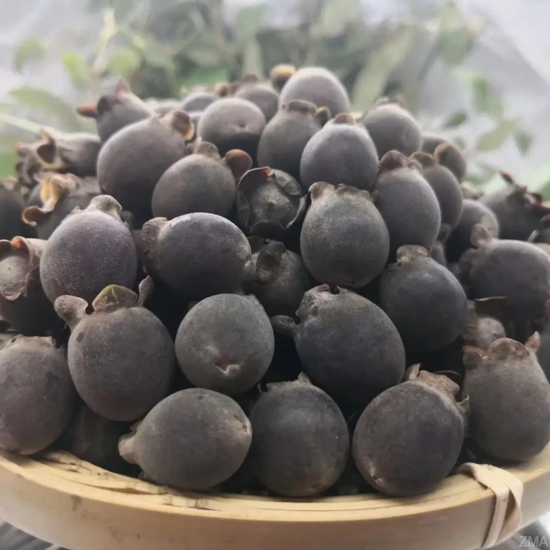 山捻子新鲜干货山捻子泡水料山捻子桃金娘子果多尼岗捻子人工去杂