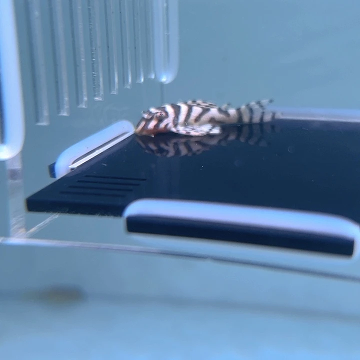 ****࿐清道夫鱼15-020A236一条