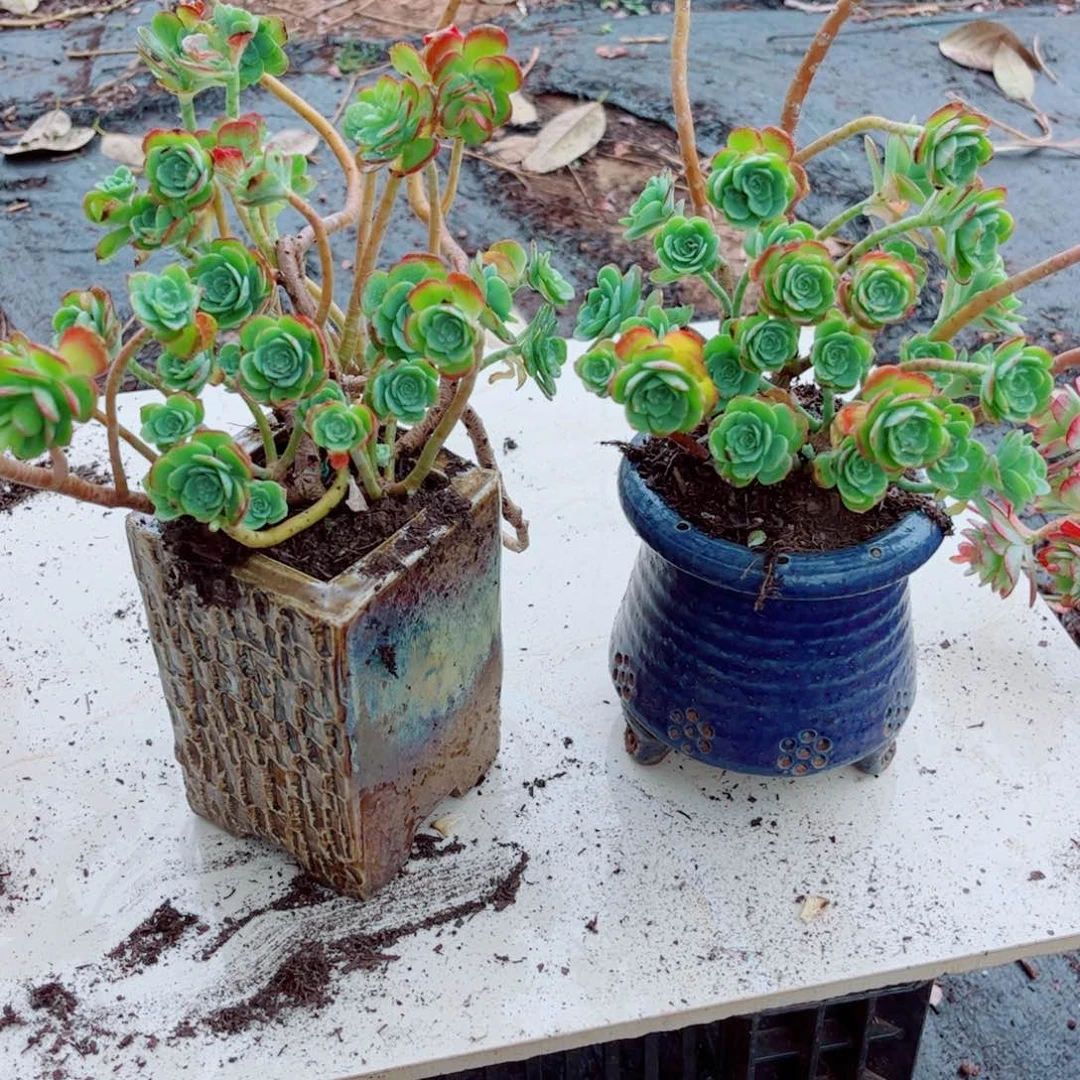 薄化妆120黄盆两颗