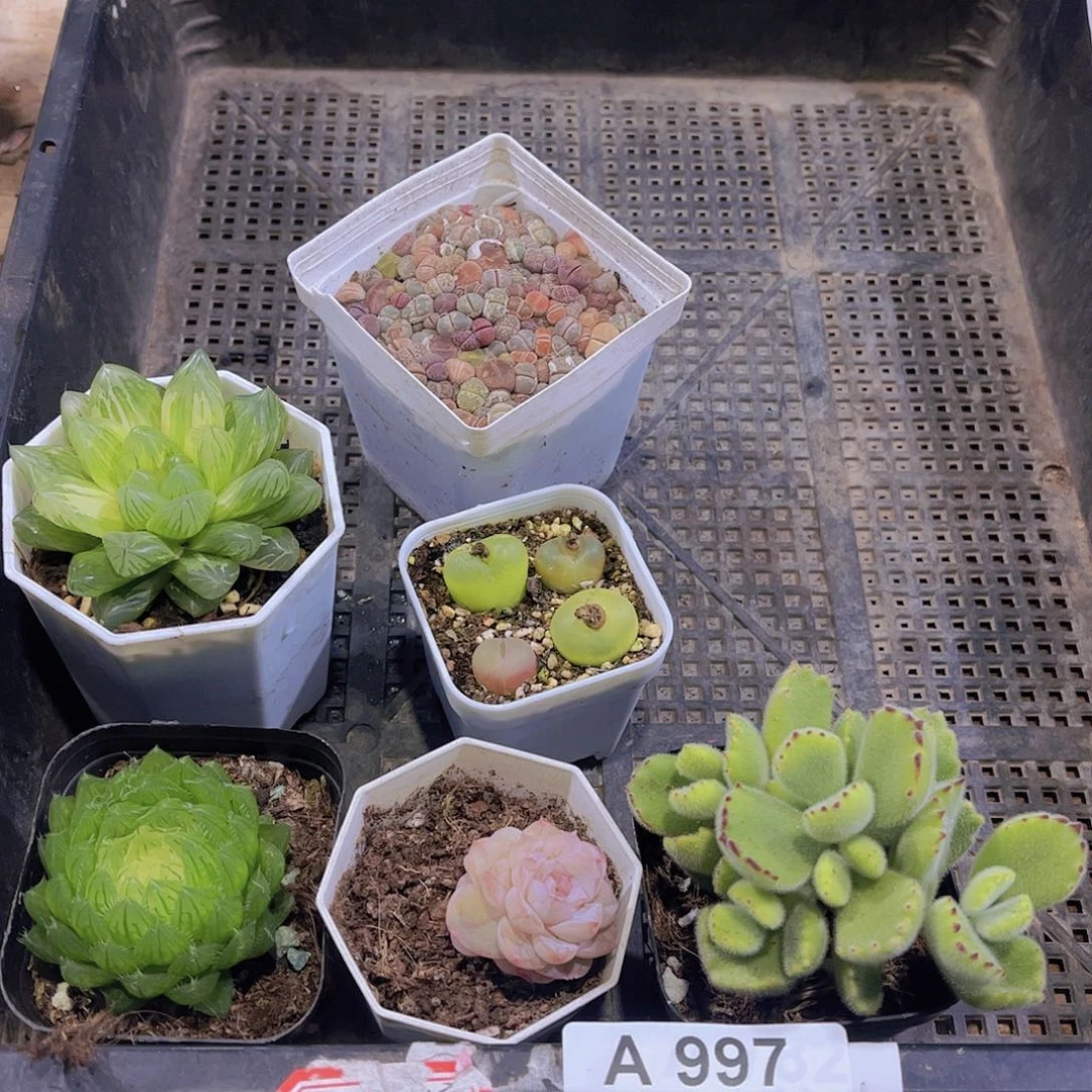 多肉997多肉植物