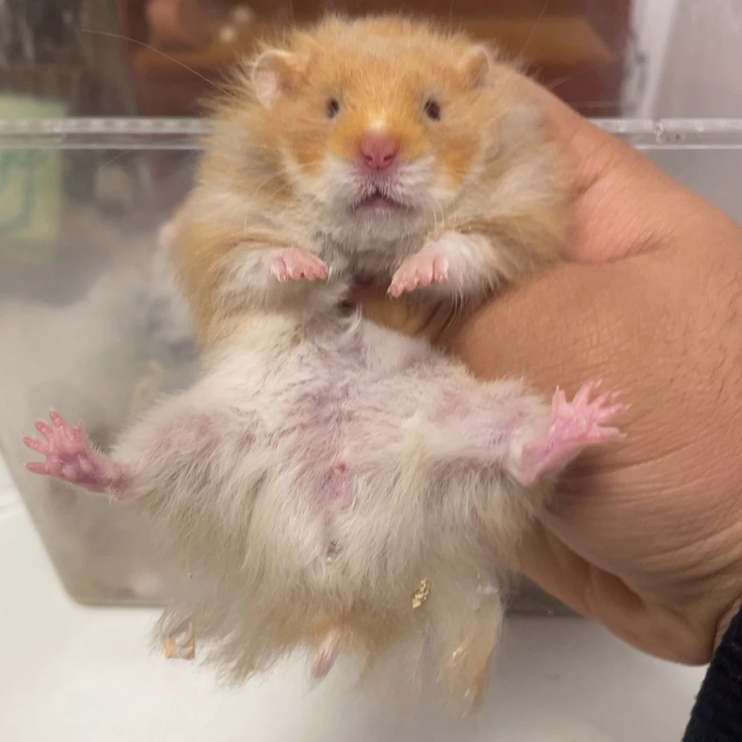 长毛肉桂弟弟78一只