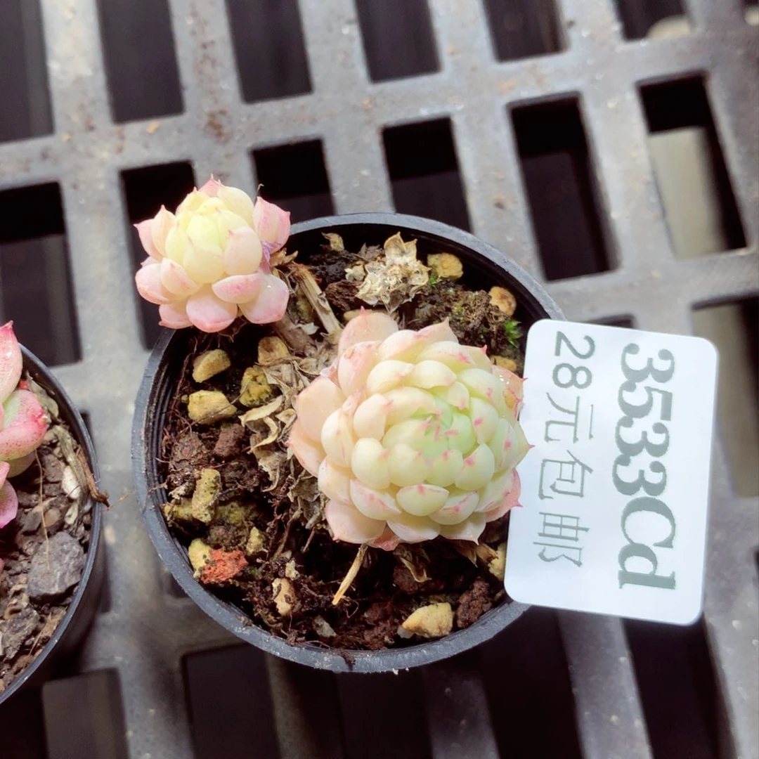 5厘米盆精控多肉3533