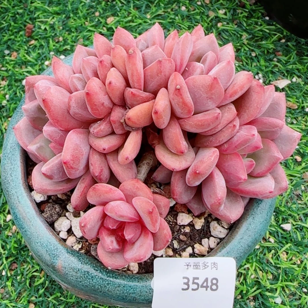 爱丽儿，3548多肉植物