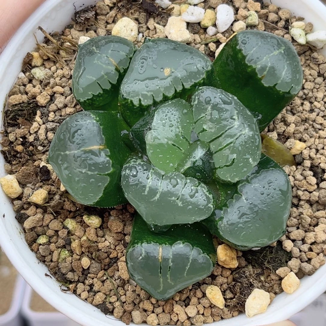 36巨大丸叶姬翠寿福利专场