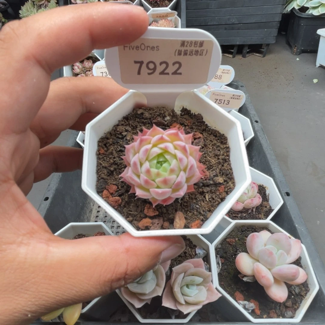 7922朱砂痣3.5厘米