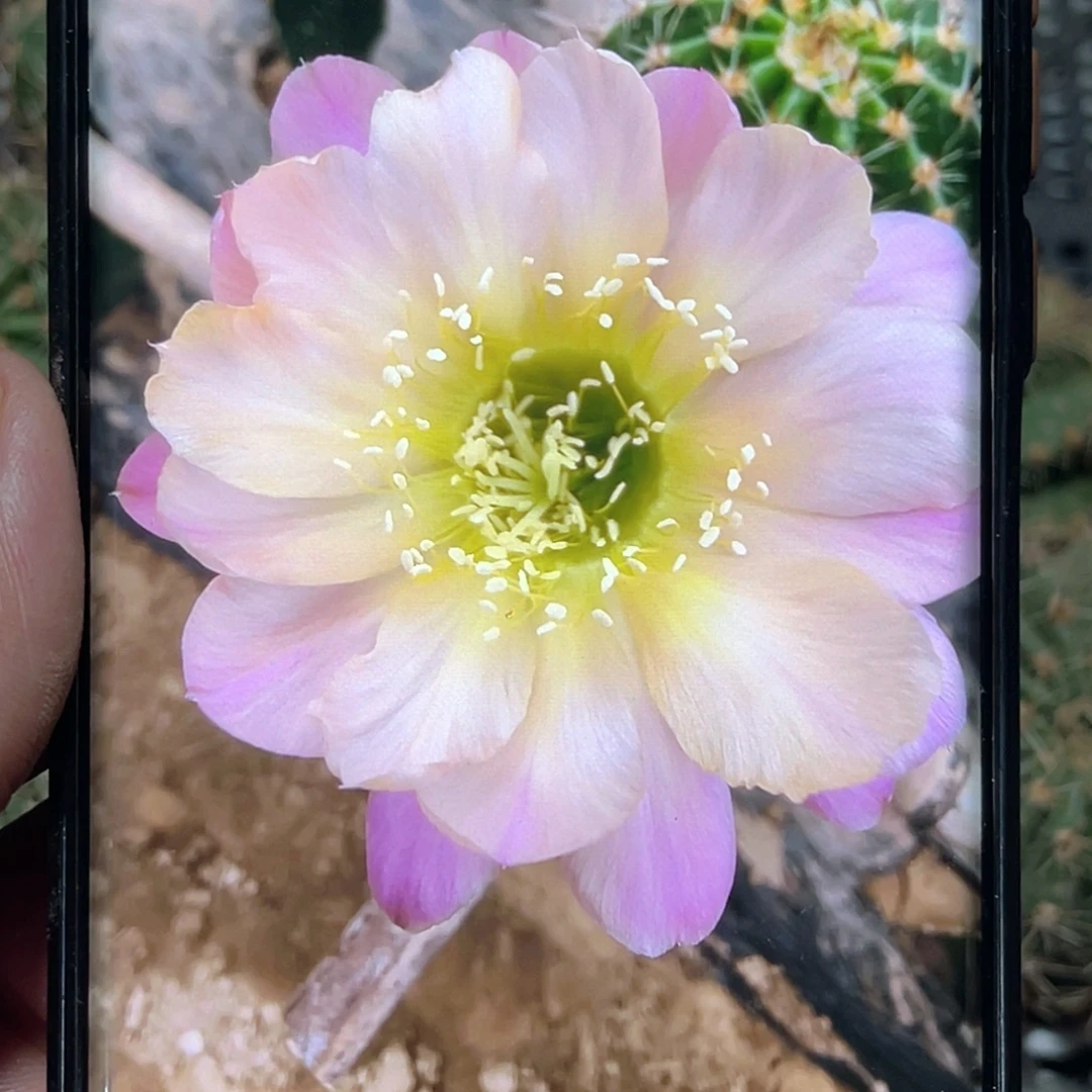 彩草 水蜜桃侧芽 歪 满20包邮5公分