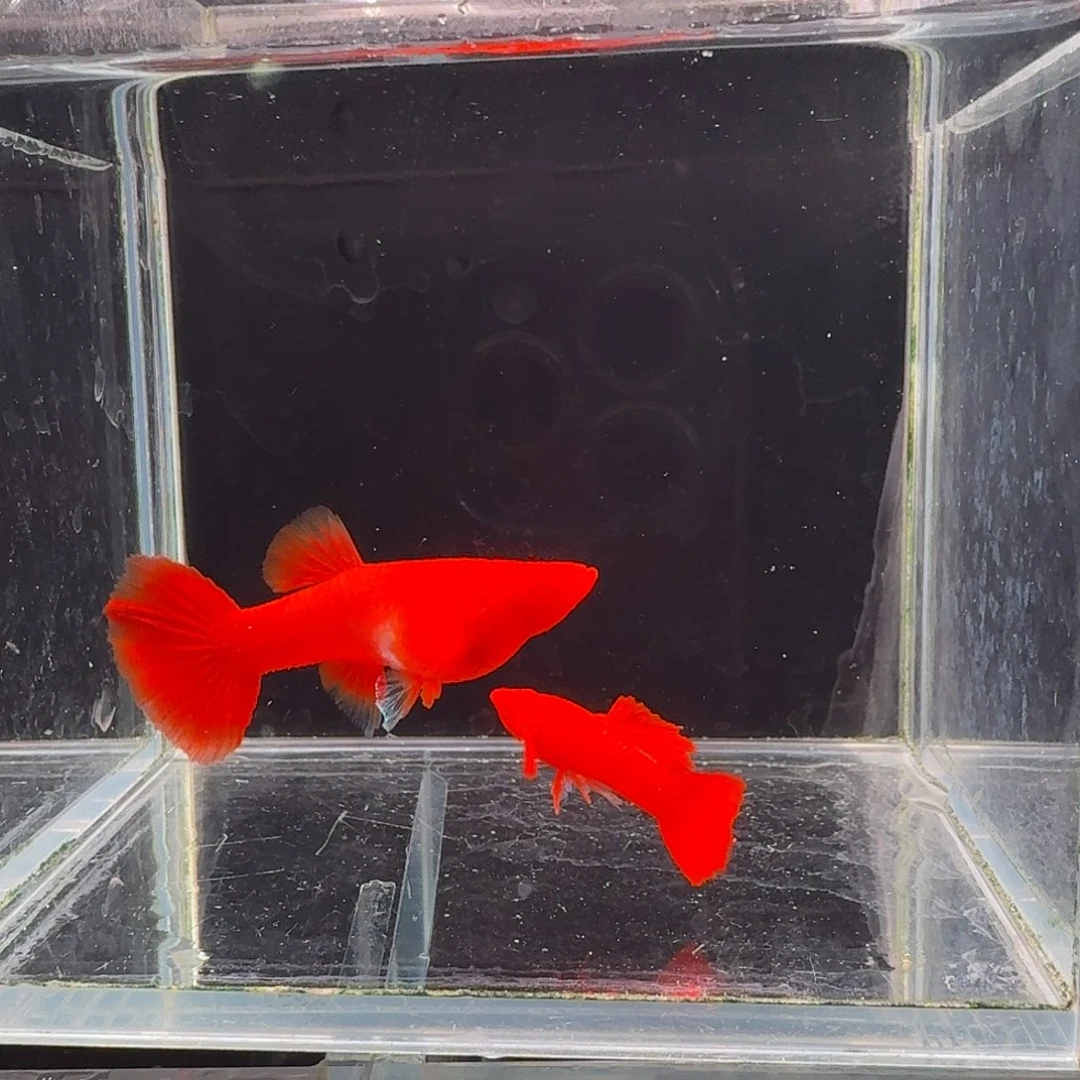孔雀鱼鸿运当头双份水1对