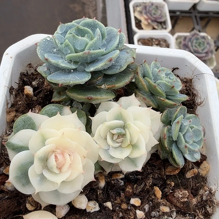 雪域锦底座，带腹轮锦头