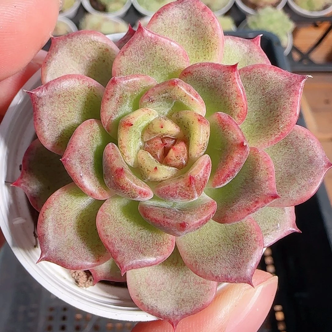 1112-----137黑水晶