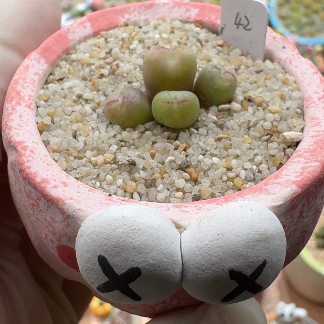 1225-037连盆带花肉锥杂