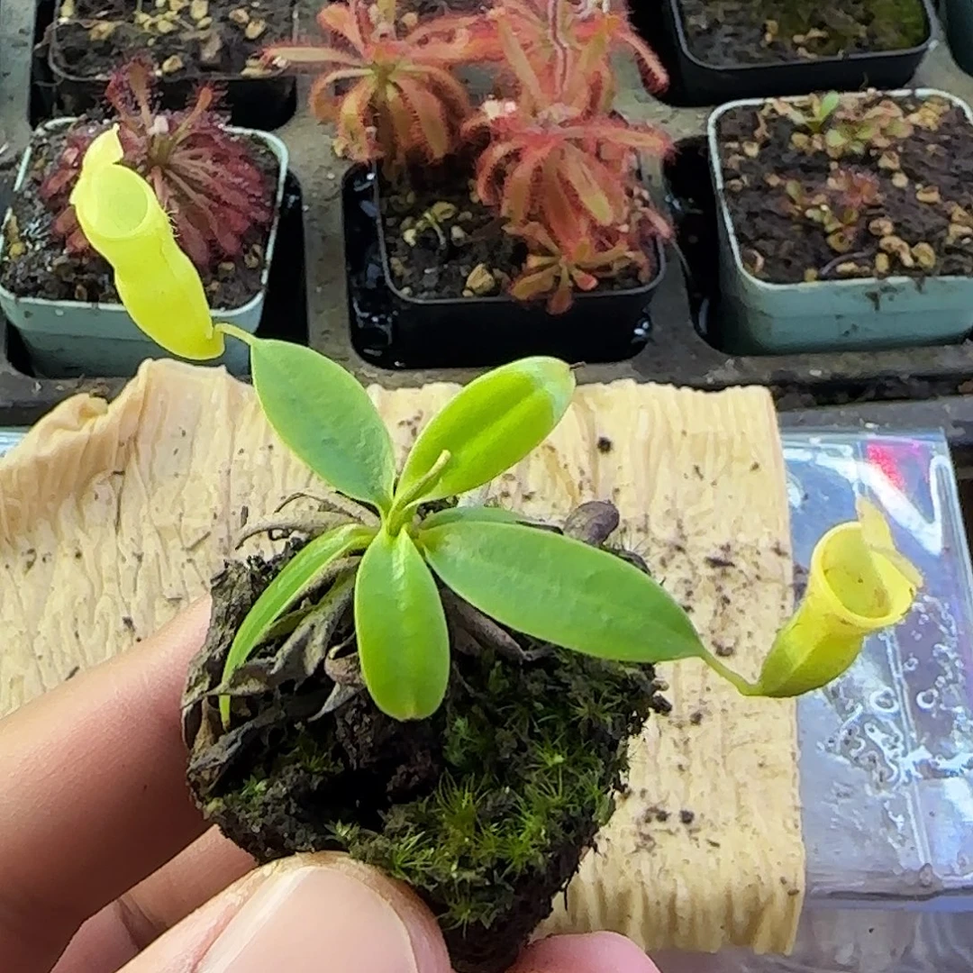 完全开放CLC绿色个体