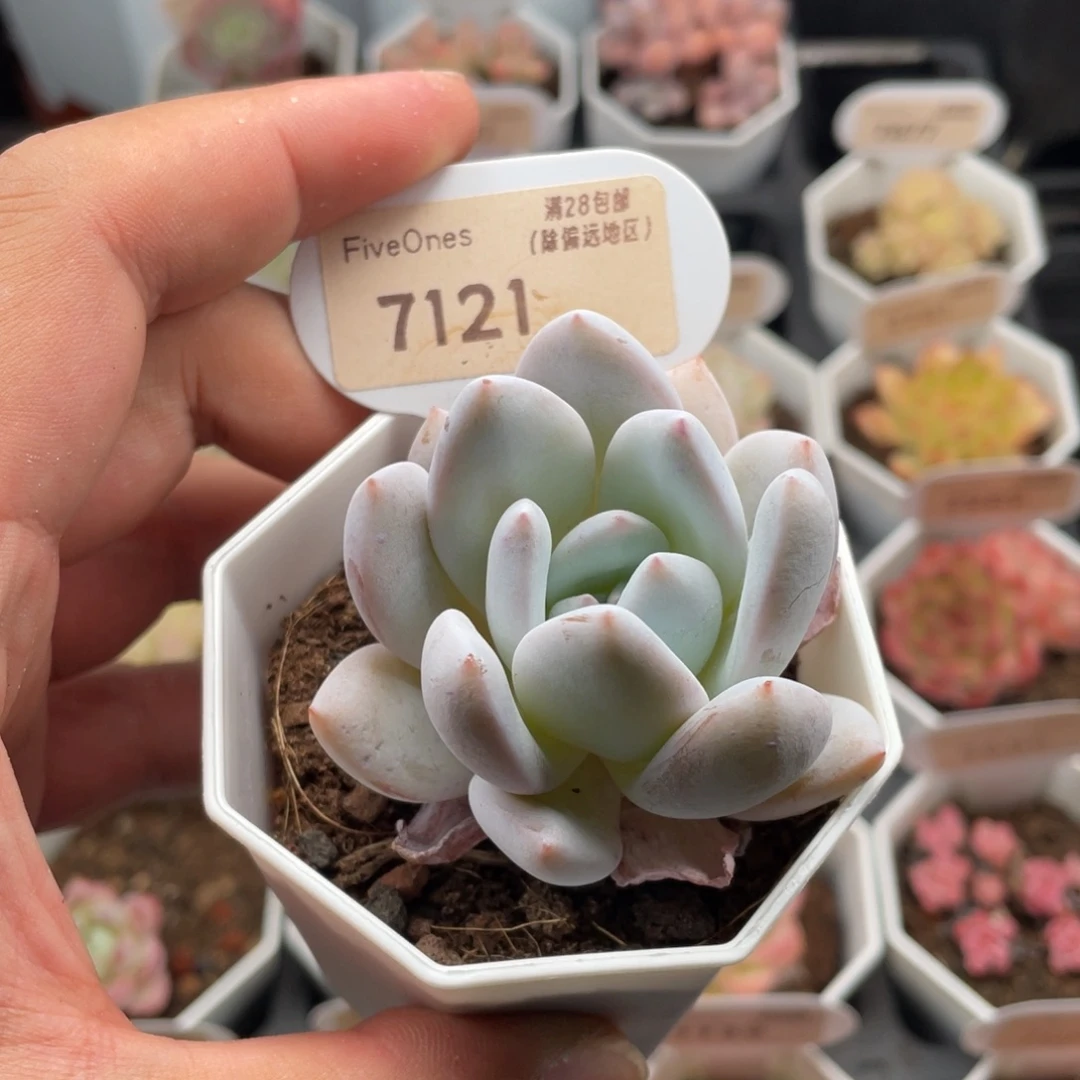 嫦娥7121-5.5厘米