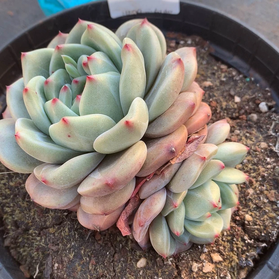 【闪购商品】云82号Q橙9厘米