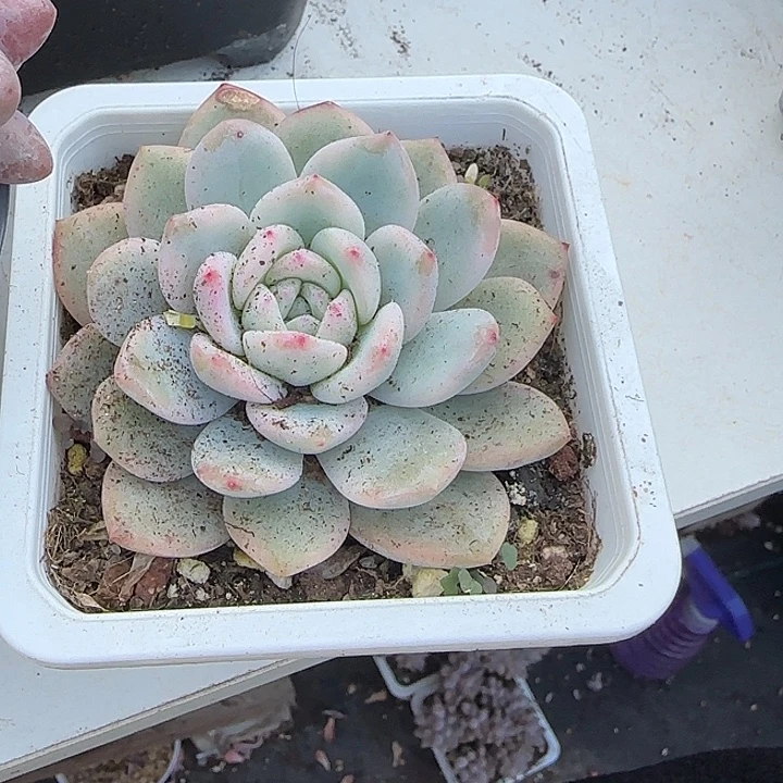 青蛙王子儿童牙膏套装11