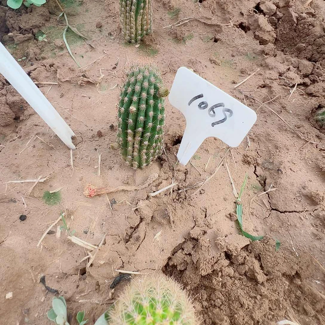 流*金妞 奈何 有根 1069