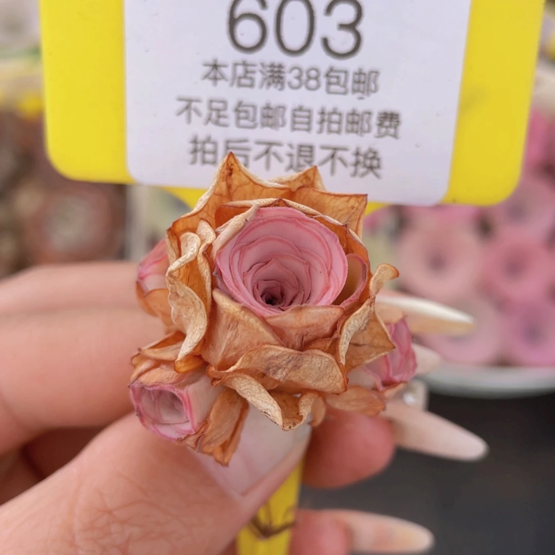 山地玫瑰603满38包邮裸根发货