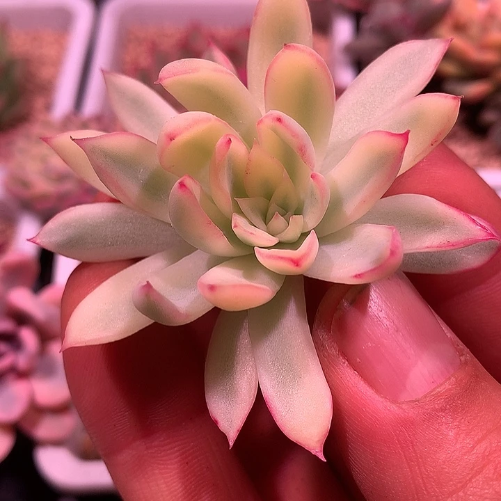 新胜奇兵锦锦锦锦