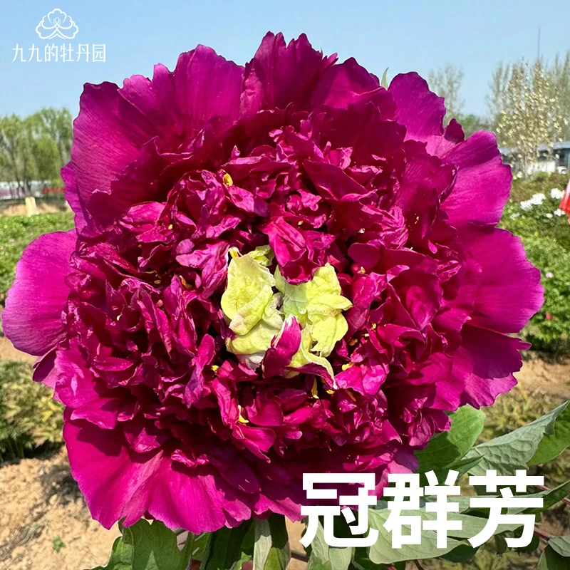 冠群芳-重瓣大花牡丹花苗盆栽正宗洛阳牡丹大苗室内阳台庭院花卉