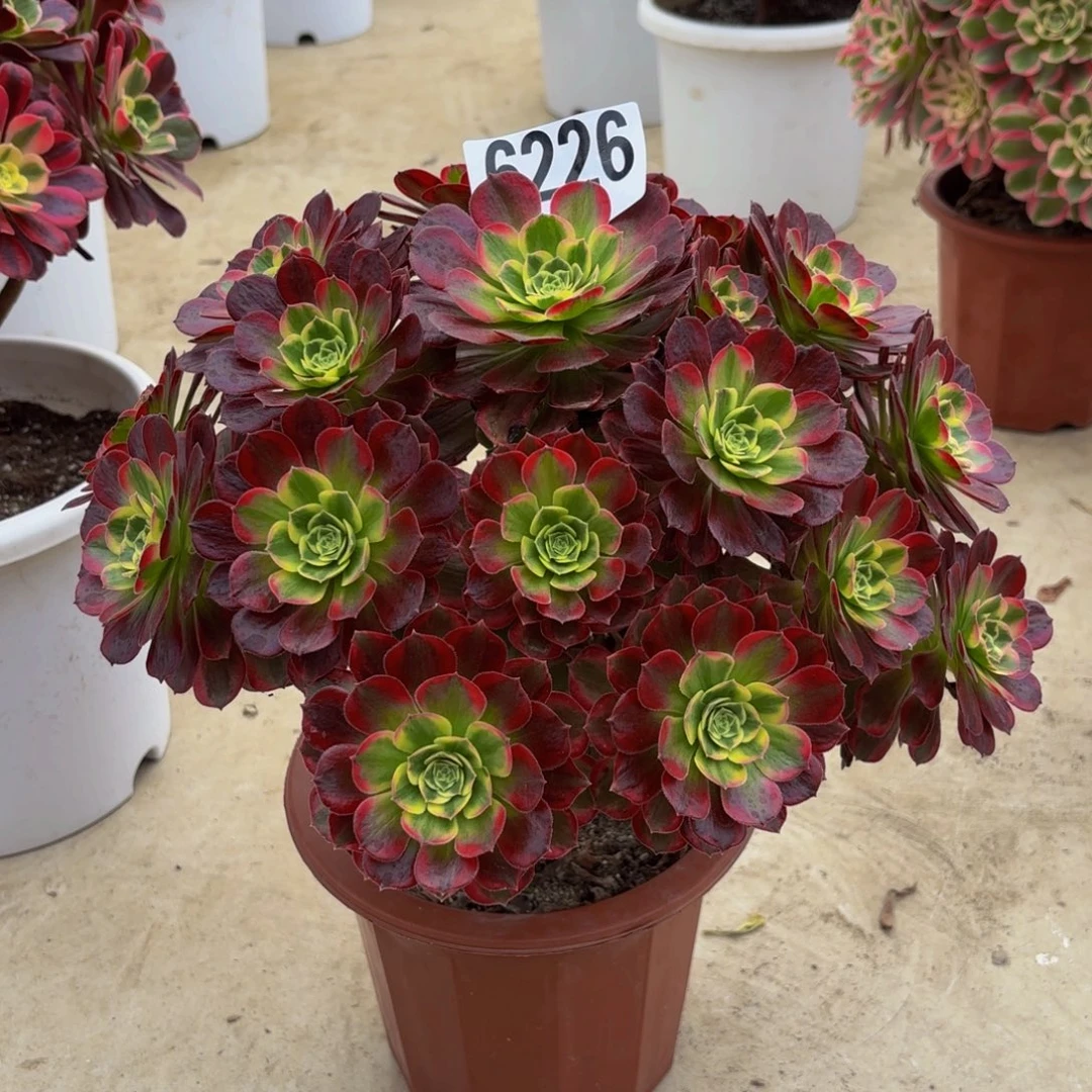 幸***伱无花朵6226安娜111111